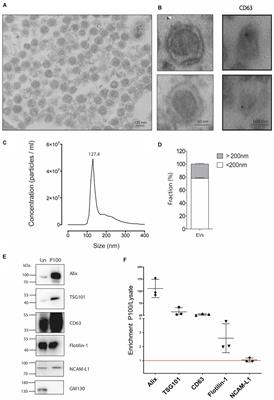 Selective Surface and Intraluminal Localization of Wnt Ligands on Small Extracellular Vesicles Released by HT-22 Hippocampal Neurons